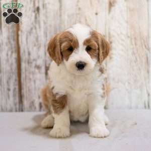 Felicity, Mini Bernedoodle Puppy